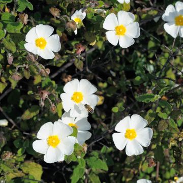 Cistus obtusifolius - Cisto