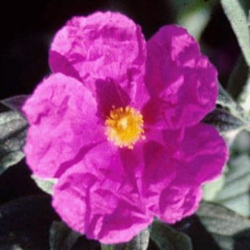 Cistus pulverulentus Sunset - Cisto