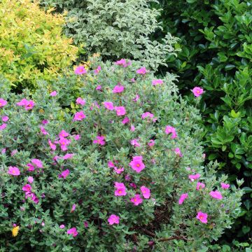 Cistus pulverulentus Sunset - Cisto