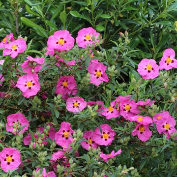 Cistus purpureus - Cisto