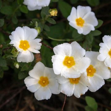 Cistus salviifolius - Cisto femmina