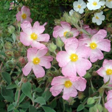 Cistus argenteus Silver Pink - Cisto