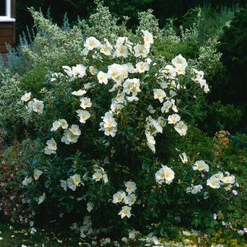 Cistus florentinus Repens - Cisto