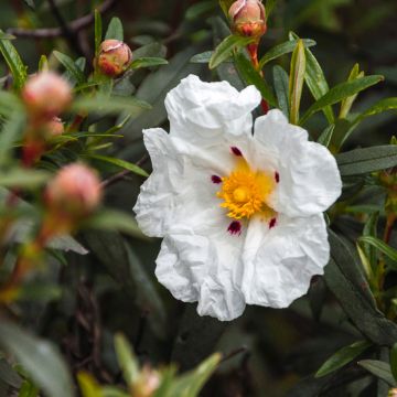 Cistus loretii - Cisto