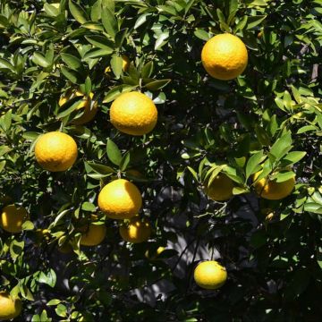 Citrus ichangensis - Limone di Ichang