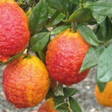 Citrus medica x limon Pigmentata - Cedro (agrume)