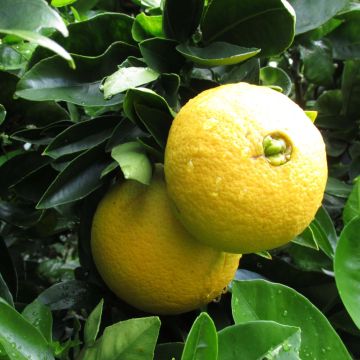 Citrus sinensis Washington Navel - Arancio