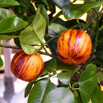 Citrus sinensis x meyeri Doppio Sanguigno - Arancio