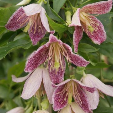 Clematis Advent Bells - Clematide