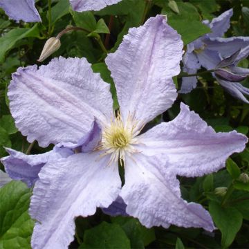 Clematis Blekitny aniol - Clematide