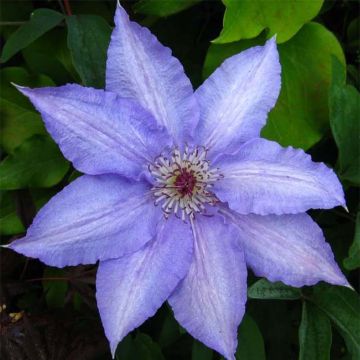 Clematis Alice Fisk - Clematide