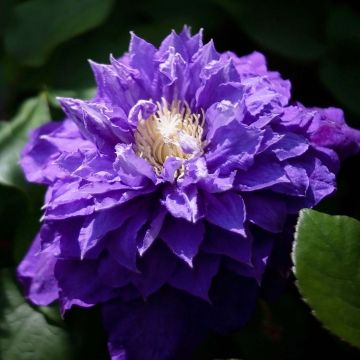 Clematis Beauty of Worcester - Clematide