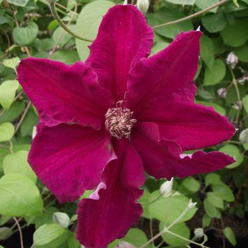 Clematis viticella Ernest Marckham - Clematide