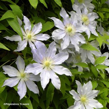 Clematis Etoile Nacrée - Clematide