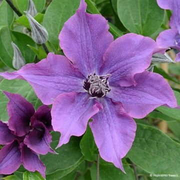 Clematis Guiding Promise - Clematide