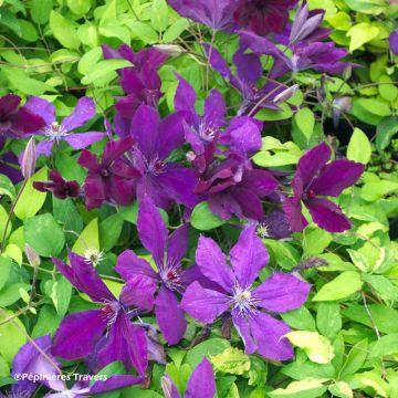 Clematis Honora - Clematide