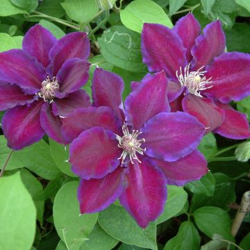 Clematis Julka - Clematide