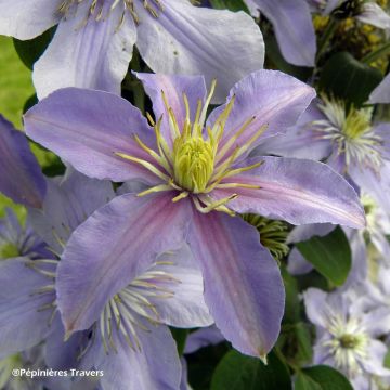 Clematis viticella Justa - Clematide