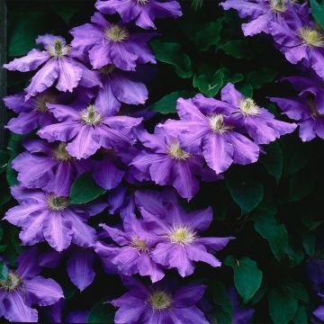 Clematis Lasurstern - Clematide