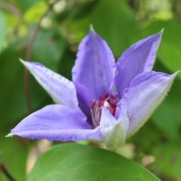 Clematis Lawsoniana - Clematide