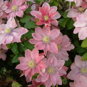 Clematis Little Mermaid - Clematide