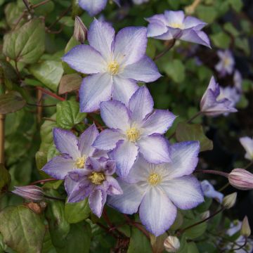 Clematis jackmanii Lucky Charm - Clematide