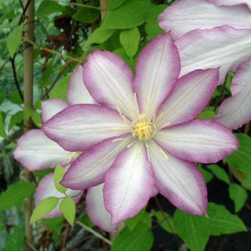 Clematis Morning Star - Clematide