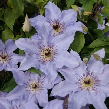 Clematis Myosotis - Clematide