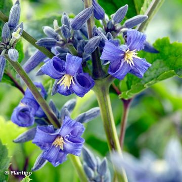 Clematis New Love - Clematide