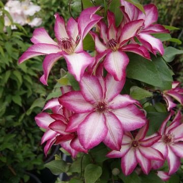 Clematis Picotee - Clematide