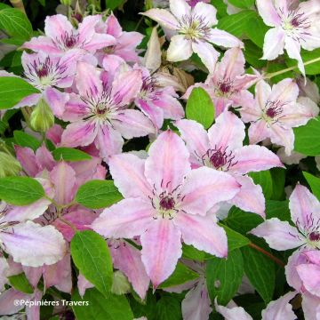 Clematis Pink Fantasy - Clematide