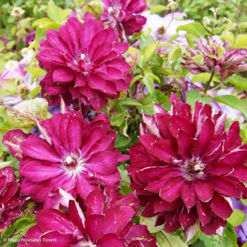 Clematis Red Passion - Clematide