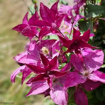 Clematis Saphyra Nancy - Clematide