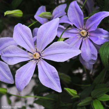 Clematis Sugar Sweet - Clematide