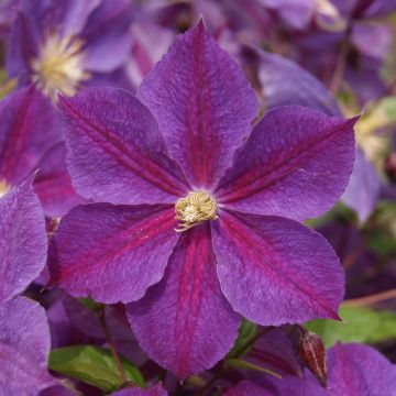 Clematis Star of India - Clematide