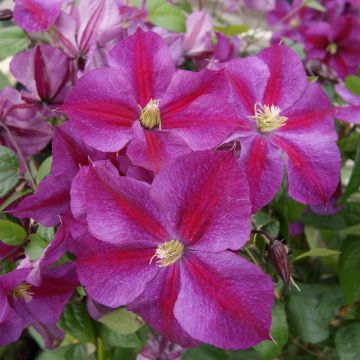 Clematis Star of Pakistan - Clematide