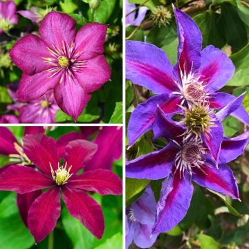 Clematis Mix - Clematide