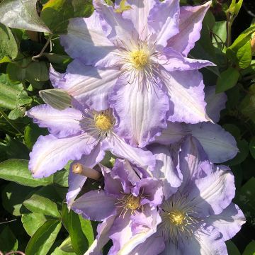 Clematis Thyrislund - Clematide