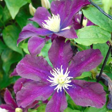 Clematis Warszawska Nike - Clematide