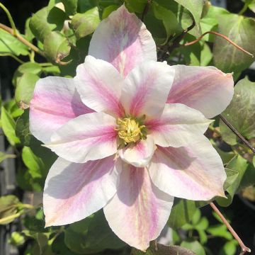 Clematis Andromeda - Clematide