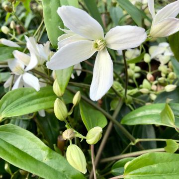 Clematis armandii - Clematide