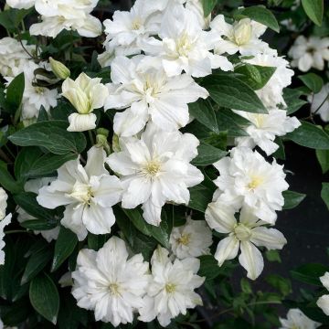 Clematis White Arabella - Clematide