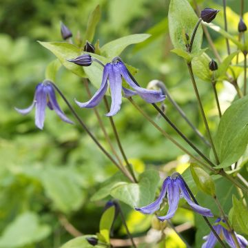 Clematis integrifolia Blue Boy - Clematide