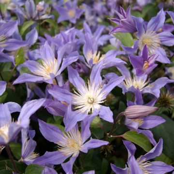 Clematis integrifolia Blue River - Clematide