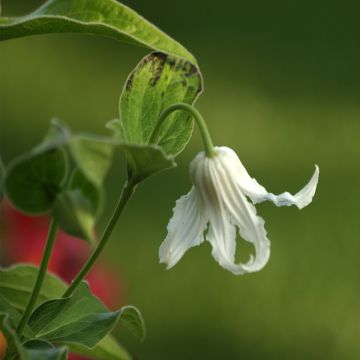 Clematis integrifolia Hakuree - Clematide