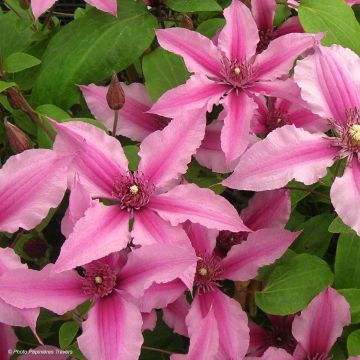 Clematis integrifolia Saphyra Duo Rose - Clematide