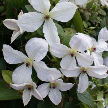 Clematis jackmanii Forever Friends - Clematide