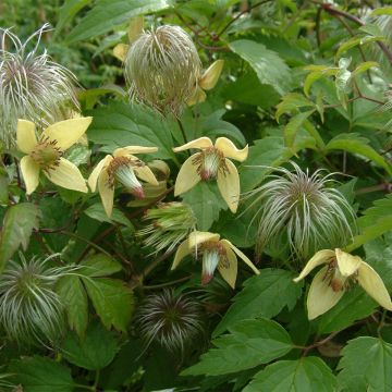 Clematis serratifolia - Clematide