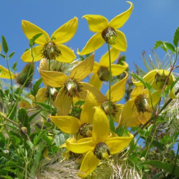 Clematis tibetana subsp. tangutica - Clematide