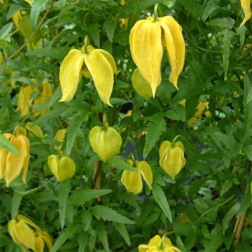 Clematis tangutica Aureolin - Clematide